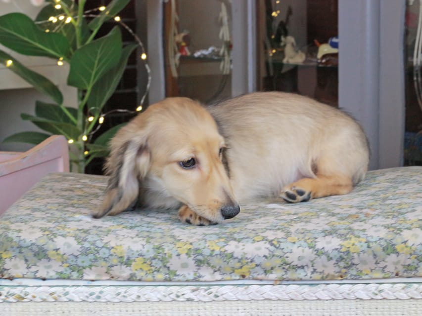 カニンヘンダックスフンド ソフィア&ボノの子犬 シェーデットイエロー（シェーデットクリーム） 男の子