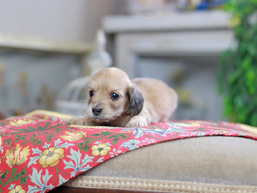 カニンヘンダックスフンド ほたる&パッションの子犬 イエロー（クリーム） 女の子（3）