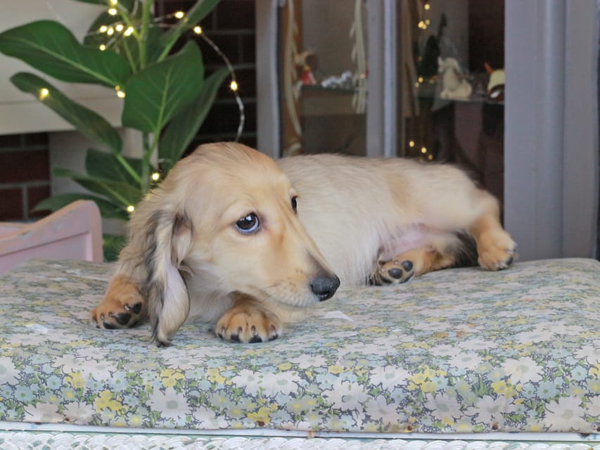 カニンヘンダックスフンド ソフィア&ボノの子犬 シェーデットイエロー（シェーデットクリーム） 男の子