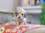 Kaninchen_Dachshund_0494
