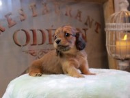 Kaninchen_Dachshund_0494