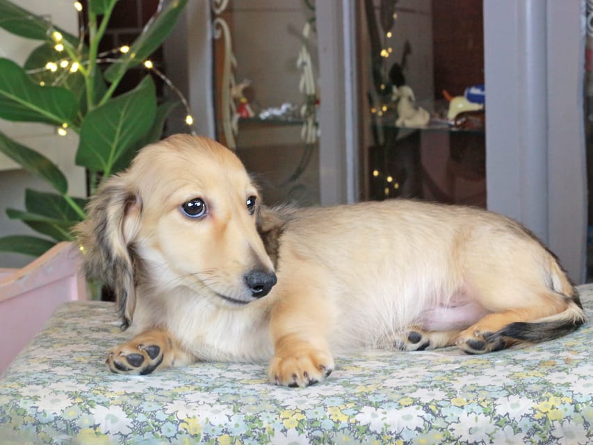 カニンヘンダックスフンド ソフィア&ボノの子犬 シェーデットイエロー（シェーデットクリーム） 男の子