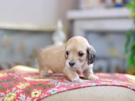 Kaninchen_Dachshund_0500