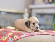 Kaninchen_Dachshund_0502 Kaninchen_Dachshund_0502