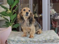 Kaninchen_Dachshund_0505