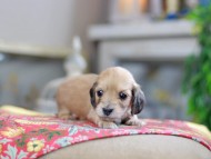 Kaninchen_Dachshund_0507