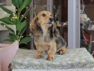 Kaninchen_Dachshund_0510