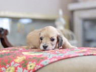 Kaninchen_Dachshund_0514