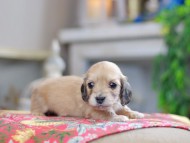 Kaninchen_Dachshund_0527