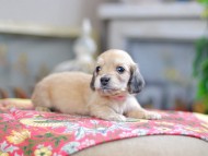 Kaninchen_Dachshund_0535 Kaninchen_Dachshund_0535