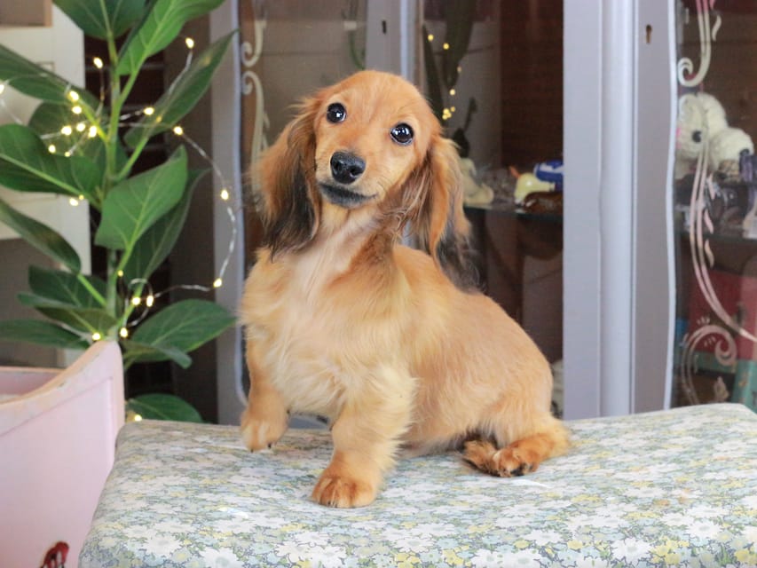 カニンヘンダックスフンド こなゆき&ジルベールの子犬 レッド 男の子（2）