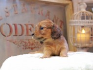 Kaninchen_Dachshund_0537