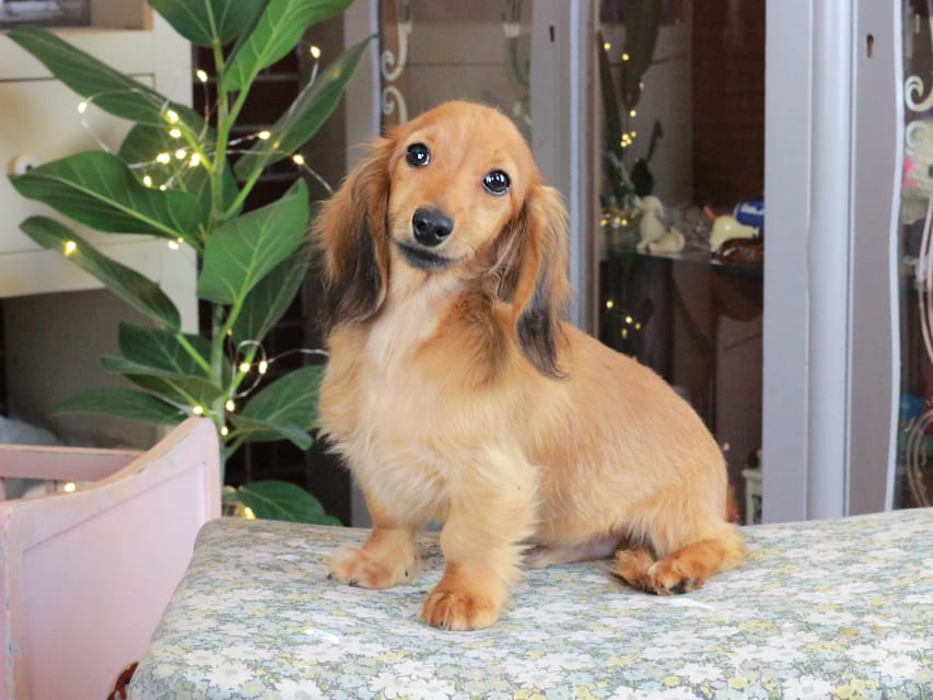 カニンヘンダックスフンド こなゆき&ジルベールの子犬 レッド 男の子（2）