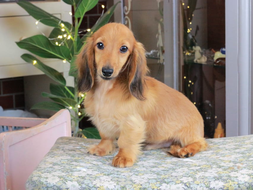 カニンヘンダックスフンド こなゆき&ジルベールの子犬 レッド 男の子（2）