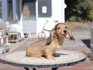 Kaninchen_Dachshund_0541 Kaninchen_Dachshund_0541