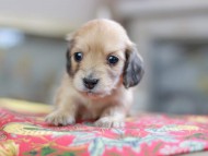 Kaninchen_Dachshund_0544