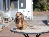 Kaninchen_Dachshund_0545