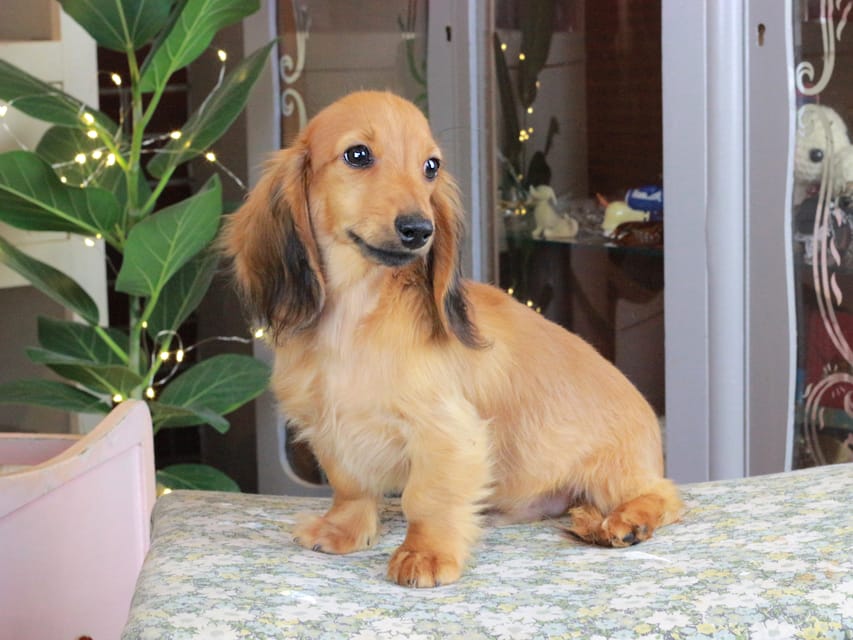 カニンヘンダックスフンド こなゆき&ジルベールの子犬 レッド 男の子（2）