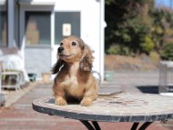 フルーティ & ジルベールの子犬 イエロー 男の子 カニンヘンダックスフンド フルーティ & ジルベールの子犬 イエロー 男の子 カニンヘンダックスフンド