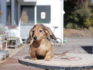 Kaninchen_Dachshund_0547 Kaninchen_Dachshund_0547