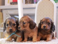 Kaninchen_Dachshund_0548 Kaninchen_Dachshund_0548