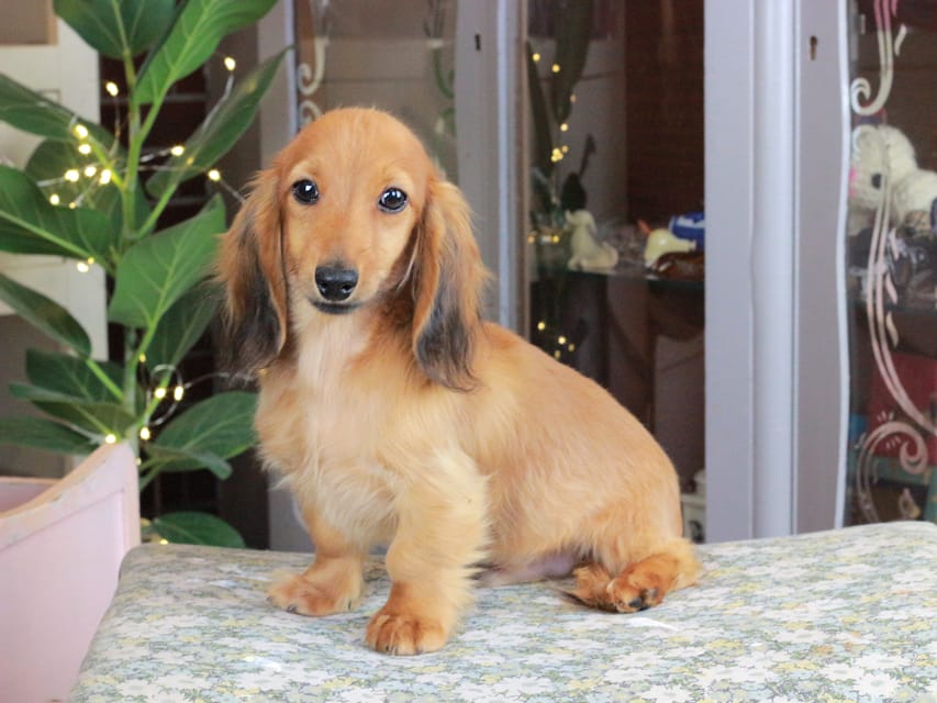 カニンヘンダックスフンド こなゆき&ジルベールの子犬 レッド 男の子（2）