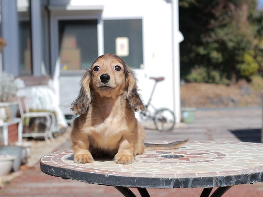 カニンヘン ダックスフンド フルーティ ＆ ジルベールの子犬 レディッシュイエロー 男の子