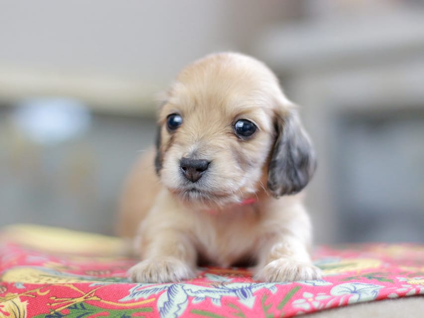 カニンヘンダックスフンド ほたる&パッションの子犬 イエロー（クリーム） 女の子（3）