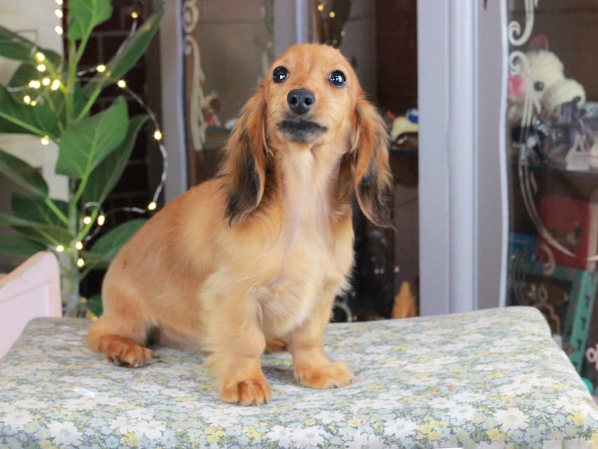 カニンヘンダックスフンド こなゆき&ジルベールの子犬 レッド 男の子（2）