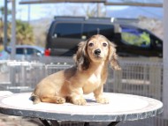 Kaninchen_Dachshund_0555 Kaninchen_Dachshund_0555