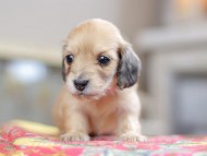 Kaninchen_Dachshund_0558 Kaninchen_Dachshund_0558
