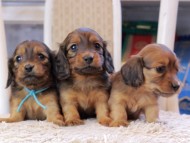 Kaninchen_Dachshund_0560