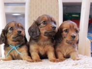 Kaninchen_Dachshund_0563