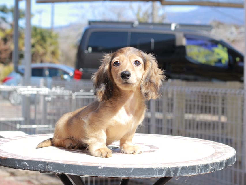 カニンヘン ダックスフンド フルーティ ＆ ジルベールの子犬 レディッシュイエロー 男の子