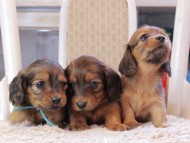 Kaninchen_Dachshund_0565