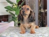 Kaninchen_Dachshund_0566 Kaninchen_Dachshund_0566