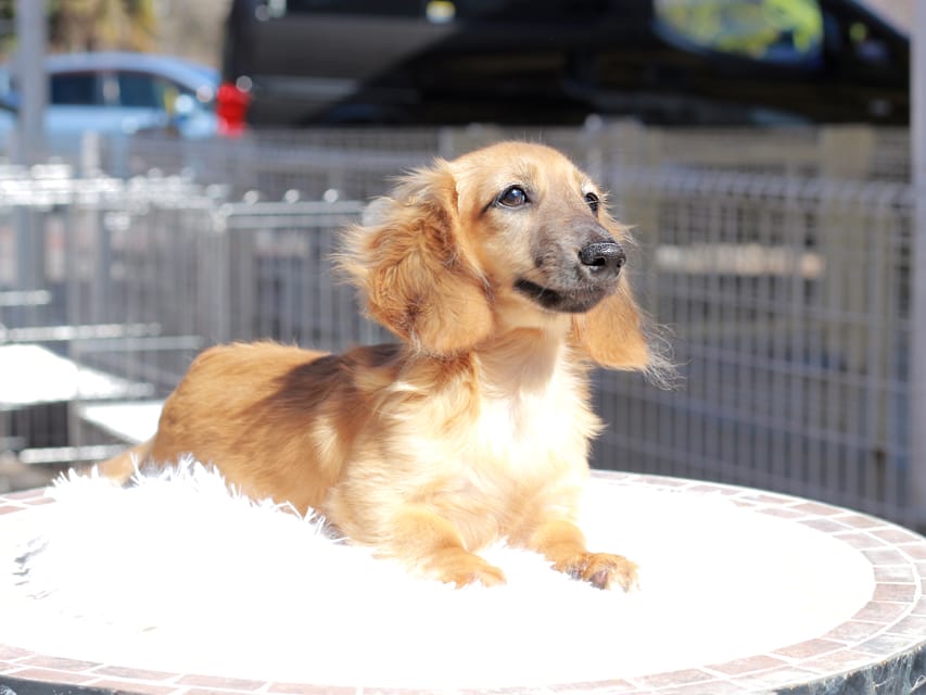 カニンヘン ダックスフンド カメオ ＆ ボノの子犬 レッド 男の子