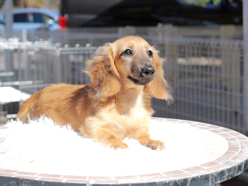 カニンヘン ダックスフンド カメオ ＆ ボノの子犬 レッド 男の子