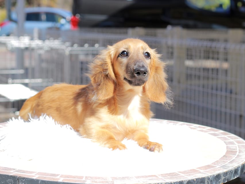 カニンヘン ダックスフンド カメオ ＆ ボノの子犬 レッド 男の子