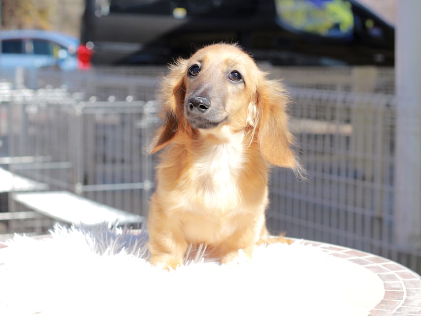 カニンヘン ダックスフンド カメオ ＆ ボノの子犬 レッド 男の子