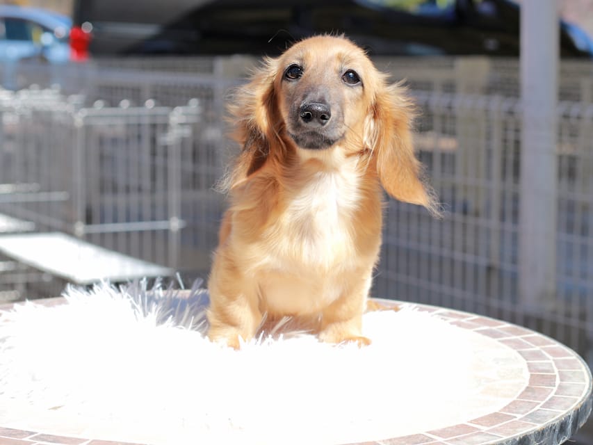 カニンヘン ダックスフンド カメオ ＆ ボノの子犬 レッド 男の子