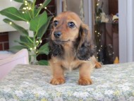 Kaninchen_Dachshund_0573 Kaninchen_Dachshund_0573