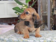 Kaninchen_Dachshund_0577 Kaninchen_Dachshund_0577