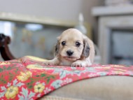 Kaninchen_Dachshund_0579