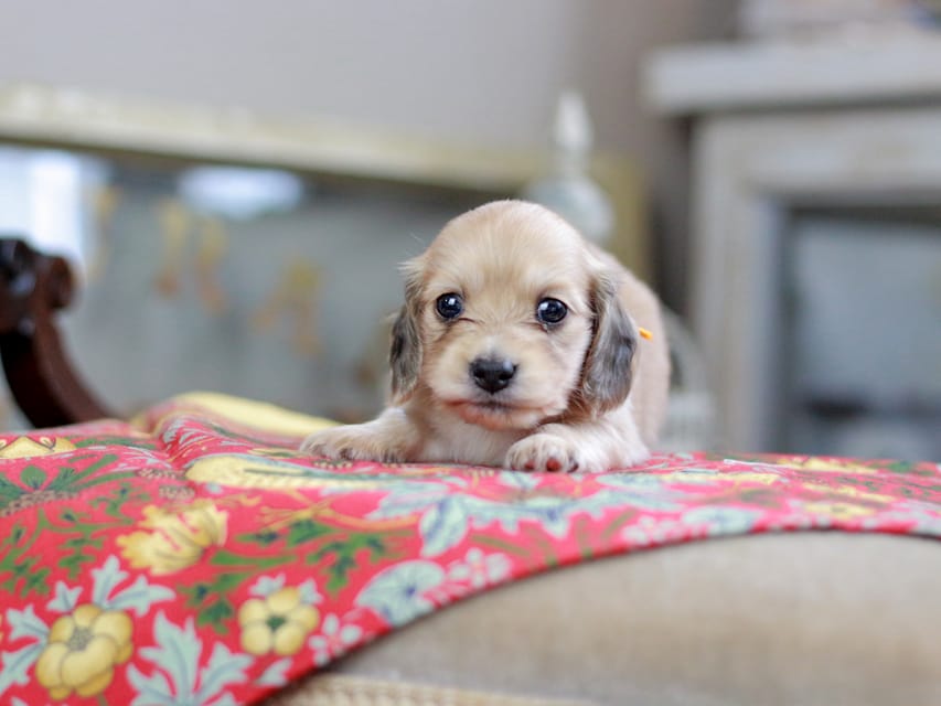 カニンヘンダックスフンド ほたる&パッションの子犬 イエロー（クリーム） 女の子（4）