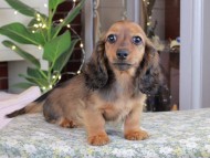 Kaninchen_Dachshund_0581