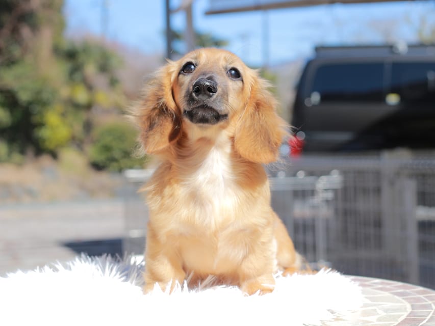 カニンヘン ダックスフンド カメオ ＆ ボノの子犬 レッド 男の子