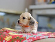 Kaninchen_Dachshund_0582