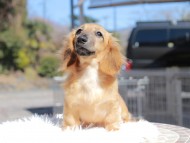 カメオ & ボノの子犬 レッド 男の子 カニンヘンダックスフンド カメオ & ボノの子犬 レッド 男の子 カニンヘンダックスフンド