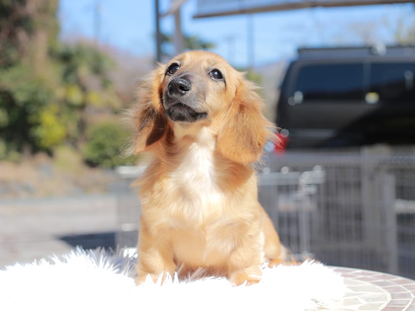 カニンヘン ダックスフンド カメオ ＆ ボノの子犬 レッド 男の子